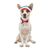 Bond & Co Small to Medium Palm Springs Visor