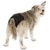 SoPhresh Large Washable Dog Diapers