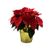 6" Poinsettia