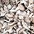 Oyster Mushroom