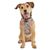 BOBS for Dogs Small Wag Party Harness