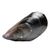 New Zealand Mussels