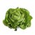Inspired Green Living Lettuce Green Cv Butter