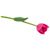 CB Greenhouse Tulip