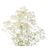 Baby's Breath Bunch