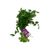 Organic Italian Parsley