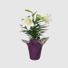 Good Little Garden Live Easter Lily Potted Plant With Pot Cover