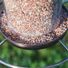 Red River Commodities Hello Birds Wild Bird Seed Ready-to-Use Bird Seed