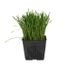 New Natives Organic Wheatgrass