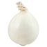 White Onion