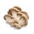 Oyster Mushrooms