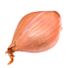 Shallot