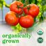 Organic Red On the Vine Tomato