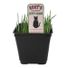 Rosy's Organic Kitty Grass, 4 Inch