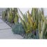 Sonance Brown/Black MAG Series 6.1 Outdoor Streaming Sound System Powered by Sonos