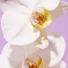 Saltair Island Orchid Body Wash