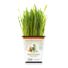 Pet Greens Original Wheat Grass Certified Organic Pet Grass Gluten Free