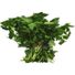 Italian Parsley
