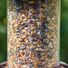 Red River Commodities Hello Birds Morning Bird Blend Bird Seed