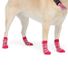 Dog Socks