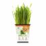 Pet Greens Original Wheat Grass Certified Organic Pet Grass Gluten Free