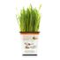 Pet Greens Original Wheat Grass Certified Organic Pet Grass Gluten Free
