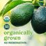 Organic Hass Avocado (Large)