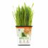 Pet Greens Original Wheat Grass Certified Organic Pet Grass Gluten Free