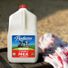 Producers Dairy Organic Vitamin D Milk