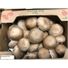 Portobello Mushrooms