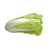 Napa Cabbage