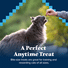 Blue Buffalo Wilderness Crunchy Cat Treats, Salmon