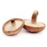 Shiitake Mushroom