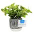 Artificial Plant in Pot