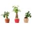 LiveTrends Designs Retrospect Assorted Foliage