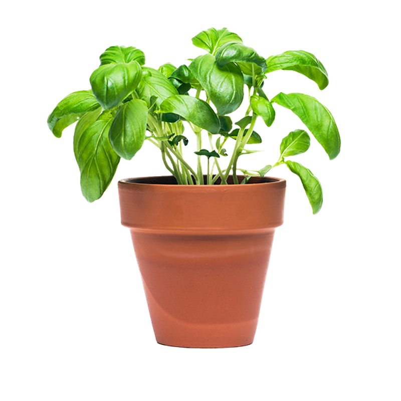 Potted Herbs Products Delivery or Pickup Near Me Instacart
