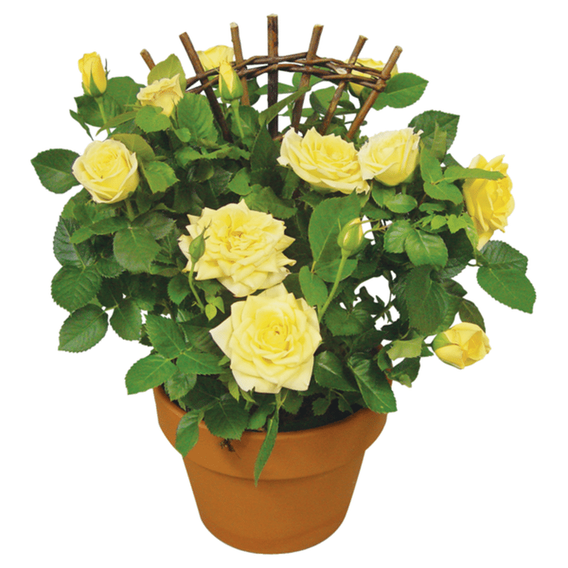 Aldershot 6" Rose in Clay
