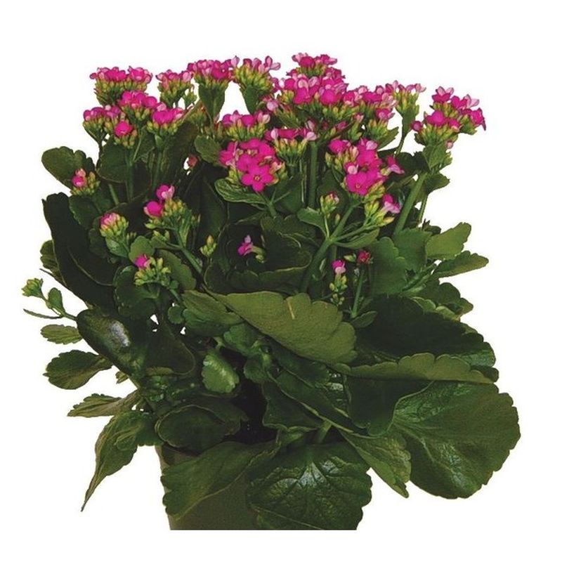 Quinlan Wasserman 6" Flowering Kolanchoe Plant