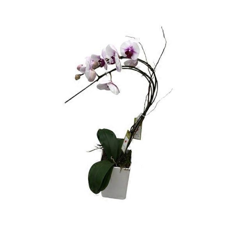 Debi Lilly 5" Orchid Phalaenopsis Decor (each) Instacart