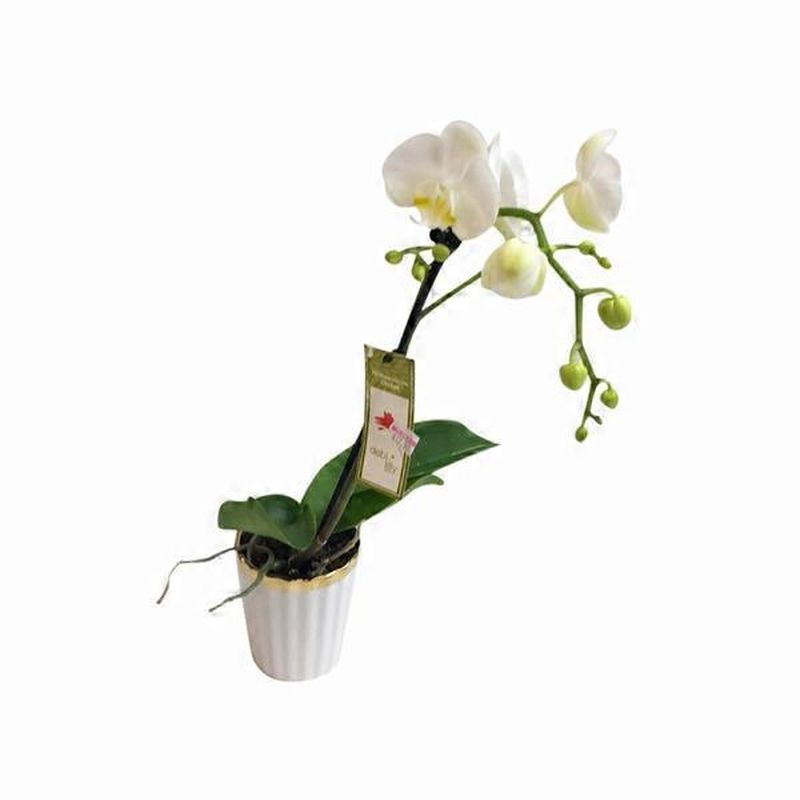 Debi Lilly 3" Debi Lilly Orchid In Ceramic (each) Instacart