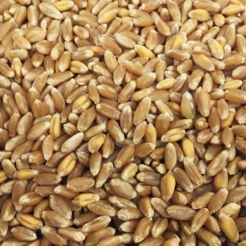 Bulk Grains Organic Red Hard Winter Wheat Berries (per lb) - Instacart