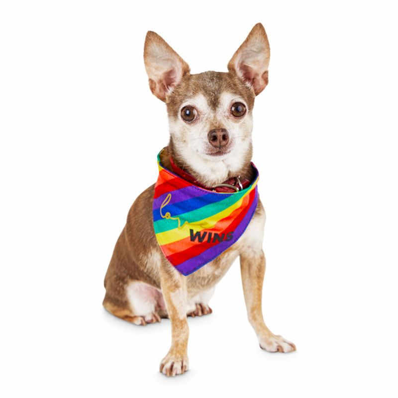 Bond & Co. Small to Medium Pride Saying Pet Bandana