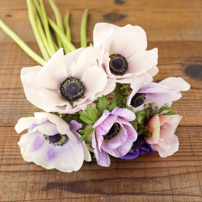 Anemones