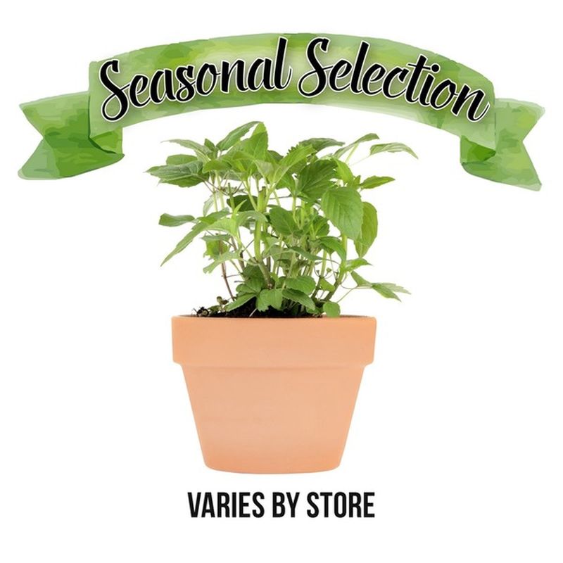4" Pothos