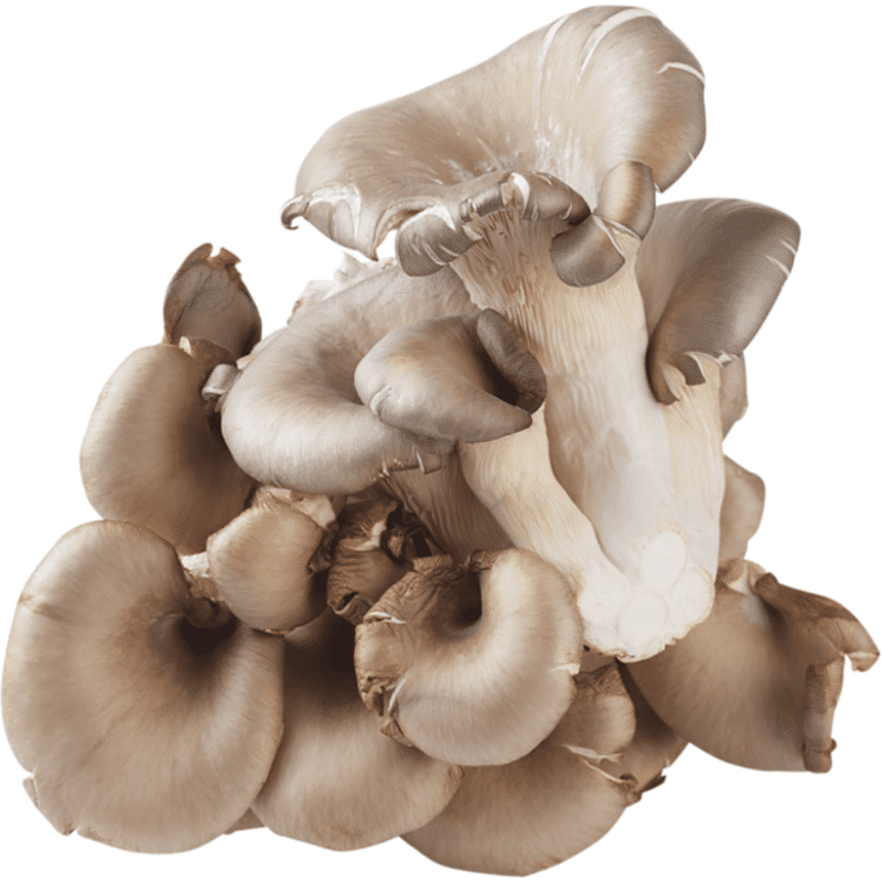 California King Oyster Mushroom