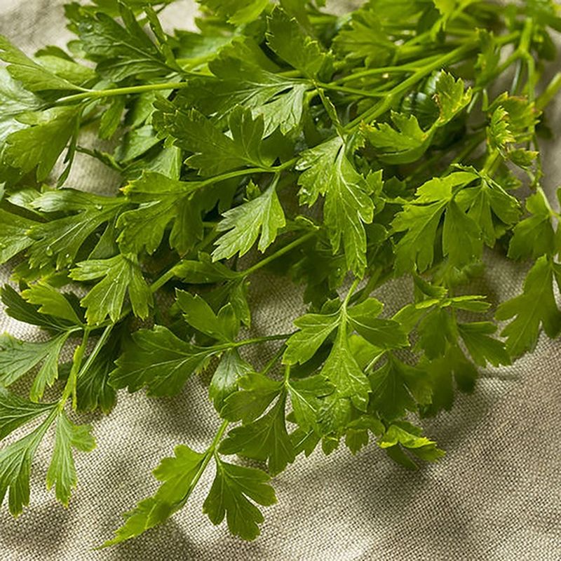 Earthbound Farm ORGANIC Organic Cilantro