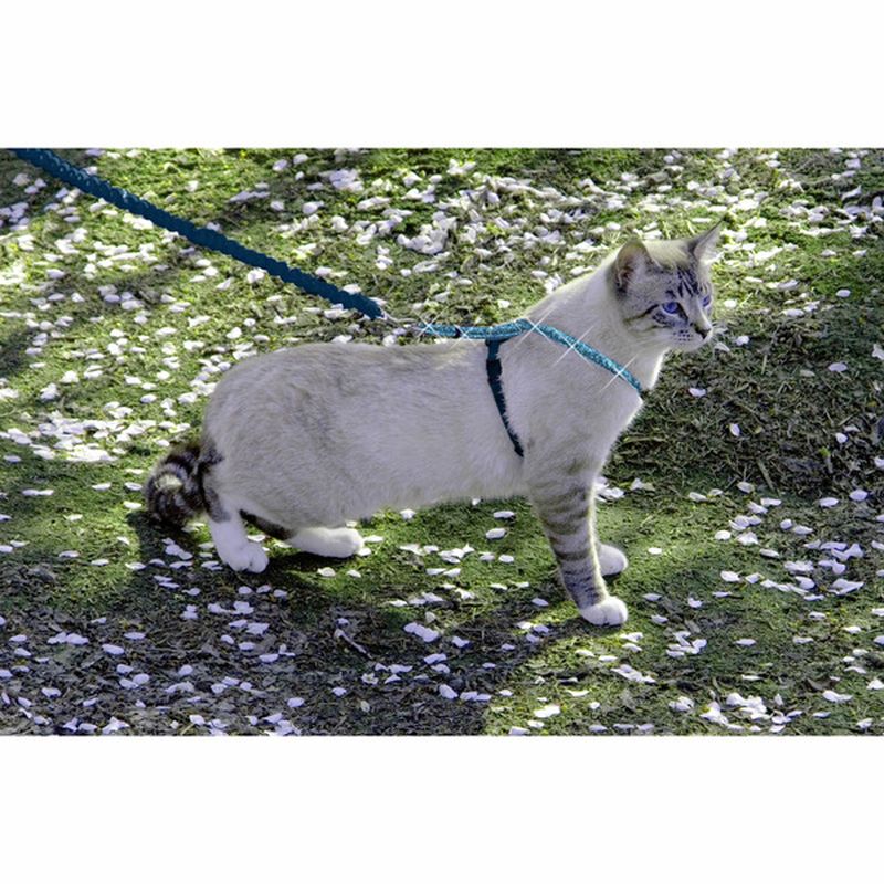 Pet Safe Come with Me Large Kitty Glitter Harness & Bungee Cat Leash