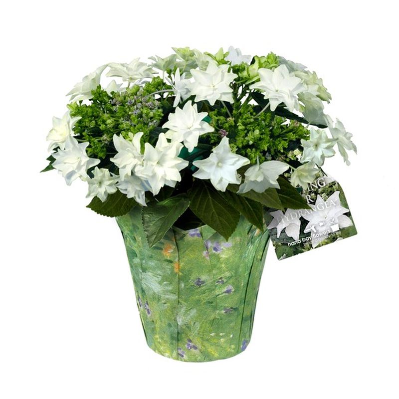 Bay City Floral Bug's Life Tin W/Pothos