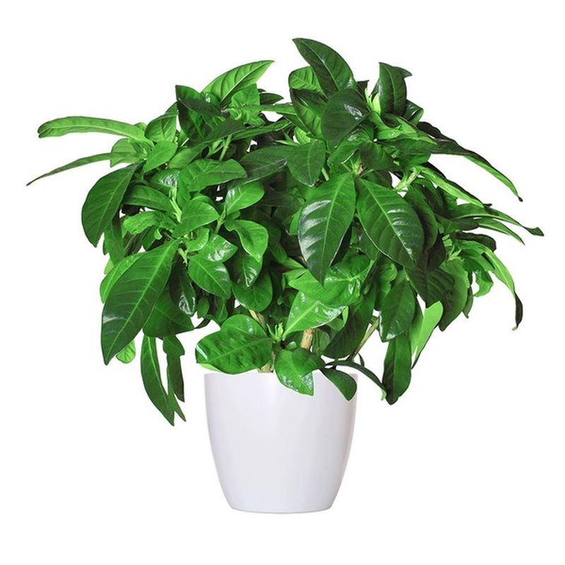 6" Foliage Plant