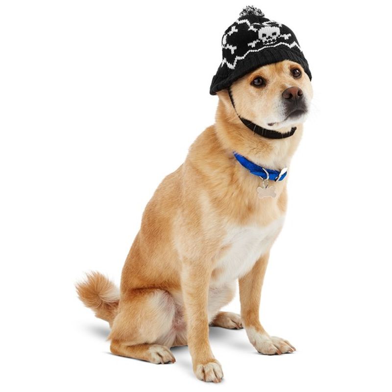 dog hats petco